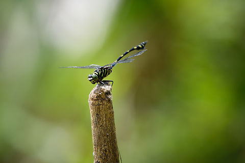 Ictinogomphus lieftincki, Nimbokrang, Papua A very large species.
https://www.jungledragon.com/image/155477/ictinogomphus_lieftincki_-_closeup_nimbokrang_papua.html Australia (continent),Geotagged,Ictinogomphus lieftincki,Indonesia,New Guinea,Nimbokrang,Papua,Papua 2023,Spring,West Papua,Western New Guinea