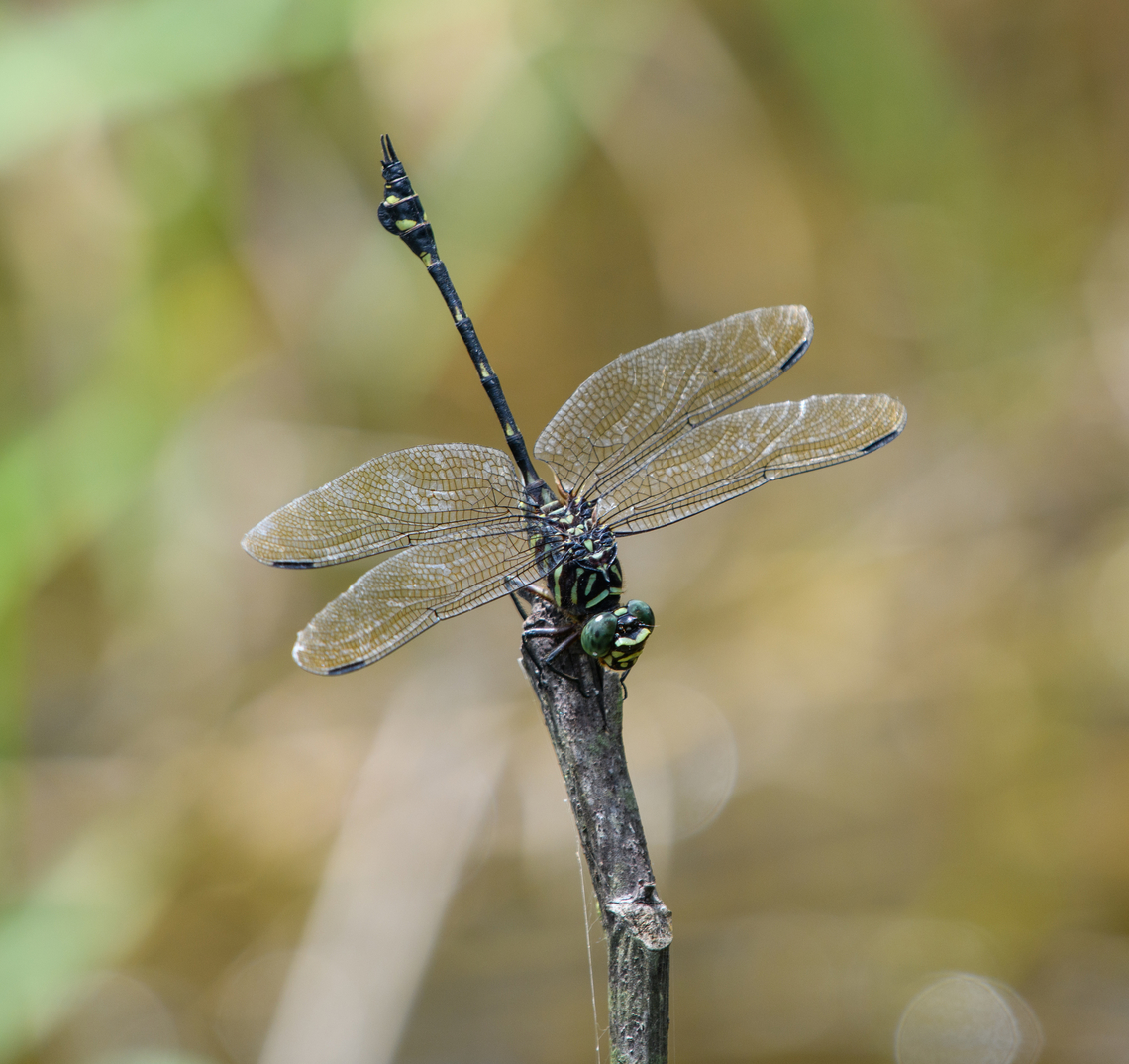 Ictinogomphus lieftincki - closeup, Nimbokrang, Papua A very large species.<br />
<figure class="photo"><a href="https://www.jungledragon.com/image/155476/ictinogomphus_lieftincki_nimbokrang_papua.html" title="Ictinogomphus lieftincki, Nimbokrang, Papua"><img src="https://s3.amazonaws.com/media.jungledragon.com/images/2/155476_thumb.jpg?AWSAccessKeyId=05GMT0V3GWVNE7GGM1R2&Expires=1759968010&Signature=3L7vIEDm0mgqYqZIvzmEI1s60dc%3D" width="200" height="134" alt="Ictinogomphus lieftincki, Nimbokrang, Papua A very large species.<br />
https://www.jungledragon.com/image/155477/ictinogomphus_lieftincki_-_closeup_nimbokrang_papua.html Australia (continent),Geotagged,Ictinogomphus lieftincki,Indonesia,New Guinea,Nimbokrang,Papua,Papua 2023,Spring,West Papua,Western New Guinea" /></a></figure> Australia (continent),Geotagged,Ictinogomphus lieftincki,Indonesia,New Guinea,Nimbokrang,Papua,Papua 2023,Spring,West Papua,Western New Guinea