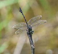 Ictinogomphus lieftincki - closeup, Nimbokrang, Papua A very large species.<br />
https://www.jungledragon.com/image/155476/ictinogomphus_lieftincki_nimbokrang_papua.html Australia (continent),Geotagged,Ictinogomphus lieftincki,Indonesia,New Guinea,Nimbokrang,Papua,Papua 2023,Spring,West Papua,Western New Guinea