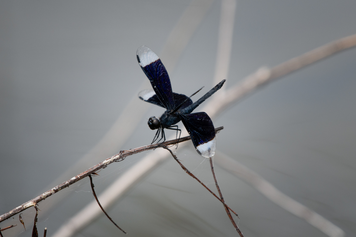 Neurothemis decora, Nimbokrang, Papua  Australia (continent),Geotagged,Indonesia,Neurothemis decora,New Guinea,Nimbokrang,Papua,Papua 2023,Spring,West Papua,Western New Guinea