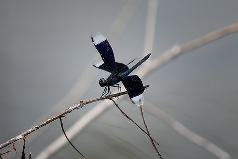 Neurothemis decora, Nimbokrang, Papua  Australia (continent),Geotagged,Indonesia,Neurothemis decora,New Guinea,Nimbokrang,Papua,Papua 2023,Spring,West Papua,Western New Guinea