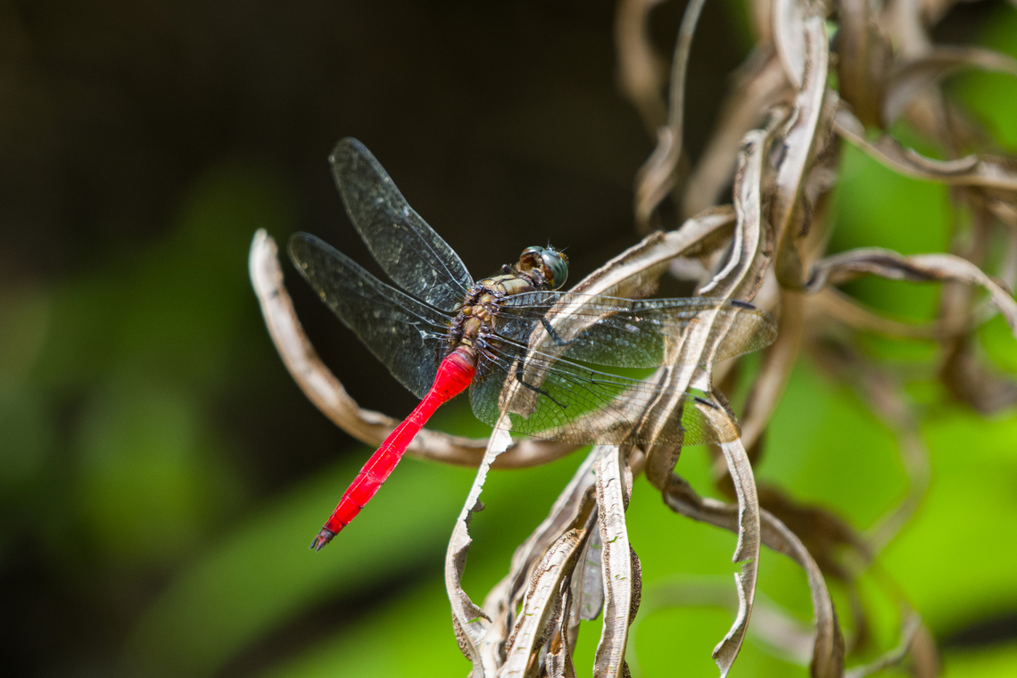 Fiery Skimmer, Nimbokrang, Papua  Australia (continent),Fiery Skimmer,Geotagged,Indonesia,New Guinea,Nimbokrang,Orthetrum villosovittatum,Papua,Papua 2023,Spring,West Papua,Western New Guinea