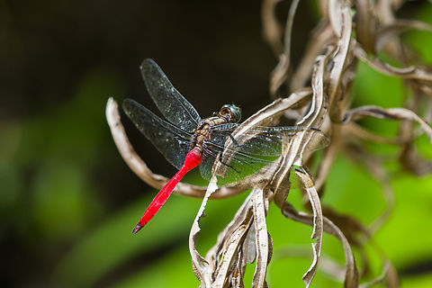 Fiery Skimmer, Nimbokrang, Papua  Australia (continent),Fiery Skimmer,Geotagged,Indonesia,New Guinea,Nimbokrang,Orthetrum villosovittatum,Papua,Papua 2023,Spring,West Papua,Western New Guinea