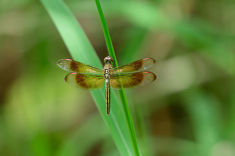 Painted Grasshawk (female), Nimbokrang, Papua https://www.jungledragon.com/image/155485/painted_grasshawk_male_nimbokrang_papua.html
https://www.jungledragon.com/image/155486/painted_grasshawk_male_-_frontal_nimbokrang_papua.html Australia (continent),Geotagged,Indonesia,Neurothemis stigmatizans,New Guinea,Nimbokrang,Painted Grasshawk,Papua,Papua 2023,Spring,West Papua,Western New Guinea