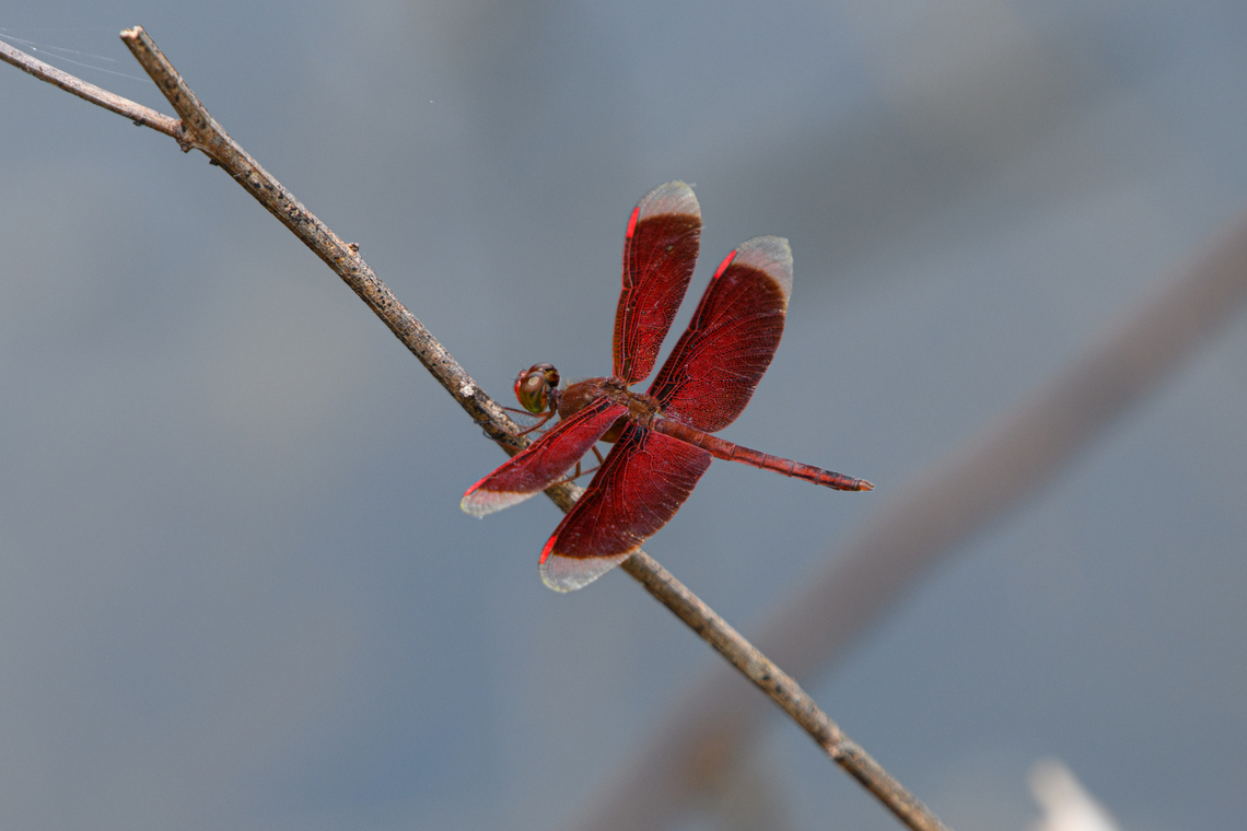 Painted Grasshawk (male), Nimbokrang, Papua <figure class="photo"><a href="https://www.jungledragon.com/image/155486/painted_grasshawk_male_-_frontal_nimbokrang_papua.html" title="Painted Grasshawk (male) - frontal, Nimbokrang, Papua"><img src="https://s3.amazonaws.com/media.jungledragon.com/images/2/155486_thumb.jpg?AWSAccessKeyId=05GMT0V3GWVNE7GGM1R2&Expires=1767225610&Signature=AW8pjO3JqlfjoQZ%2BG6E17daKYRQ%3D" width="200" height="134" alt="Painted Grasshawk (male) - frontal, Nimbokrang, Papua https://www.jungledragon.com/image/155485/painted_grasshawk_male_nimbokrang_papua.html<br />
https://www.jungledragon.com/image/155484/painted_grasshawk_female_nimbokrang_papua.html Australia (continent),Geotagged,Indonesia,Neurothemis stigmatizans,New Guinea,Nimbokrang,Painted Grasshawk,Papua,Papua 2023,Spring,West Papua,Western New Guinea" /></a></figure><br />
<figure class="photo"><a href="https://www.jungledragon.com/image/155484/painted_grasshawk_female_nimbokrang_papua.html" title="Painted Grasshawk (female), Nimbokrang, Papua"><img src="https://s3.amazonaws.com/media.jungledragon.com/images/2/155484_thumb.jpg?AWSAccessKeyId=05GMT0V3GWVNE7GGM1R2&Expires=1767225610&Signature=Qegbv4EvRWBJ8c55vDxYa4baJxs%3D" width="200" height="134" alt="Painted Grasshawk (female), Nimbokrang, Papua https://www.jungledragon.com/image/155485/painted_grasshawk_male_nimbokrang_papua.html<br />
https://www.jungledragon.com/image/155486/painted_grasshawk_male_-_frontal_nimbokrang_papua.html Australia (continent),Geotagged,Indonesia,Neurothemis stigmatizans,New Guinea,Nimbokrang,Painted Grasshawk,Papua,Papua 2023,Spring,West Papua,Western New Guinea" /></a></figure> Australia (continent),Geotagged,Indonesia,Neurothemis stigmatizans,New Guinea,Nimbokrang,Painted Grasshawk,Papua,Papua 2023,Spring,West Papua,Western New Guinea