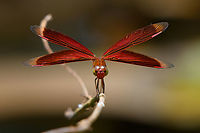 Painted Grasshawk (male) - frontal, Nimbokrang, Papua https://www.jungledragon.com/image/155485/painted_grasshawk_male_nimbokrang_papua.html<br />
https://www.jungledragon.com/image/155484/painted_grasshawk_female_nimbokrang_papua.html Australia (continent),Geotagged,Indonesia,Neurothemis stigmatizans,New Guinea,Nimbokrang,Painted Grasshawk,Papua,Papua 2023,Spring,West Papua,Western New Guinea
