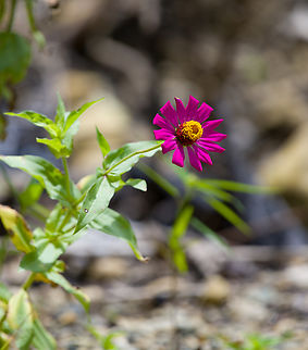 Elegant Zinnia, Nimbokrang, Papua Cultivated. Australia (continent),Elegant Zinnia,Geotagged,Indonesia,New Guinea,Nimbokrang,Papua,Papua 2023,Spring,West Papua,Western New Guinea,Zinnia elegans