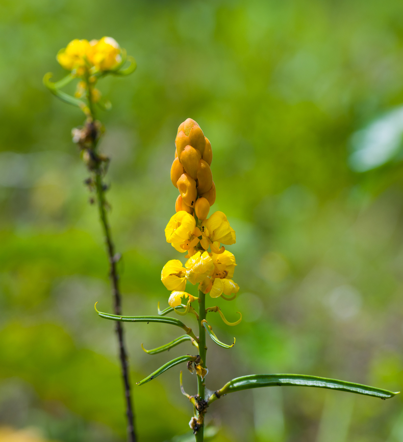 Candelabra Bush, Nimbokrang, Papua Cultivated. Australia (continent),Candle Bush,Geotagged,Indonesia,New Guinea,Nimbokrang,Papua,Papua 2023,Senna alata,Spring,West Papua,Western New Guinea