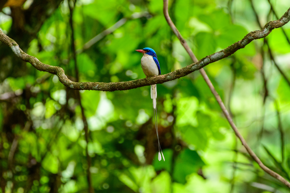 Common Paradise-Kingfisher (male) #1, Nimbokrang, Papua The male of this stunning species, easily recognized by its much longer tail compared to the female. Observed from a hide where it was lured with worms.<br />
<figure class="photo"><a href="https://www.jungledragon.com/image/155604/common_paradise-kingfisher_male_2_nimbokrang_papua.html" title="Common Paradise-Kingfisher (male) #2, Nimbokrang, Papua"><img src="https://s3.amazonaws.com/media.jungledragon.com/images/2/155604_thumb.jpg?AWSAccessKeyId=05GMT0V3GWVNE7GGM1R2&Expires=1759968010&Signature=3OXsjjOf%2Fe%2BCQOero9G7q7vD4Bw%3D" width="140" height="152" alt="Common Paradise-Kingfisher (male) #2, Nimbokrang, Papua The male of this stunning species, easily recognized by its much longer tail compared to the female. Observed from a hide where it was lured with worms.<br />
https://www.jungledragon.com/image/155603/common_paradise-kingfisher_male_1_nimbokrang_papua.html<br />
https://www.jungledragon.com/image/155605/common_paradise-kingfisher_male_3_nimbokrang_papua.html<br />
https://www.jungledragon.com/image/155606/common_paradise-kingfisher_male_4_nimbokrang_papua.html<br />
https://www.jungledragon.com/image/155607/common_paradise-kingfisher_male_5_nimbokrang_papua.html<br />
Female:<br />
<br />
https://www.jungledragon.com/image/155609/common_paradise-kingfisher_female_2_nimbokrang_papua.html Australia (continent),Common Paradise-Kingfisher,Geotagged,Indonesia,New Guinea,Nimbokrang,Papua,Papua 2023,Spring,Tanysiptera galatea,West Papua,Western New Guinea" /></a></figure><br />
<figure class="photo"><a href="https://www.jungledragon.com/image/155605/common_paradise-kingfisher_male_3_nimbokrang_papua.html" title="Common Paradise-Kingfisher (male) #3, Nimbokrang, Papua"><img src="https://s3.amazonaws.com/media.jungledragon.com/images/2/155605_thumb.jpg?AWSAccessKeyId=05GMT0V3GWVNE7GGM1R2&Expires=1759968010&Signature=jg7w5YH8Eco5roAhqAqpEZiLZ7Q%3D" width="200" height="194" alt="Common Paradise-Kingfisher (male) #3, Nimbokrang, Papua The male of this stunning species, easily recognized by its much longer tail compared to the female. Observed from a hide where it was lured with worms.<br />
https://www.jungledragon.com/image/155603/common_paradise-kingfisher_male_1_nimbokrang_papua.html<br />
https://www.jungledragon.com/image/155604/common_paradise-kingfisher_male_2_nimbokrang_papua.html<br />
https://www.jungledragon.com/image/155606/common_paradise-kingfisher_male_4_nimbokrang_papua.html<br />
https://www.jungledragon.com/image/155607/common_paradise-kingfisher_male_5_nimbokrang_papua.html<br />
Female:<br />
<br />
https://www.jungledragon.com/image/155609/common_paradise-kingfisher_female_2_nimbokrang_papua.html Australia (continent),Common Paradise-Kingfisher,Geotagged,Indonesia,New Guinea,Nimbokrang,Papua,Papua 2023,Spring,Tanysiptera galatea,West Papua,Western New Guinea" /></a></figure><br />
<figure class="photo"><a href="https://www.jungledragon.com/image/155606/common_paradise-kingfisher_male_4_nimbokrang_papua.html" title="Common Paradise-Kingfisher (male) #4, Nimbokrang, Papua"><img src="https://s3.amazonaws.com/media.jungledragon.com/images/2/155606_thumb.jpg?AWSAccessKeyId=05GMT0V3GWVNE7GGM1R2&Expires=1759968010&Signature=8Ldh9QVG79OBcuk1uR77MX0BGYU%3D" width="200" height="188" alt="Common Paradise-Kingfisher (male) #4, Nimbokrang, Papua The male of this stunning species, easily recognized by its much longer tail compared to the female. Observed from a hide where it was lured with worms.<br />
https://www.jungledragon.com/image/155603/common_paradise-kingfisher_male_1_nimbokrang_papua.html<br />
https://www.jungledragon.com/image/155604/common_paradise-kingfisher_male_2_nimbokrang_papua.html<br />
https://www.jungledragon.com/image/155605/common_paradise-kingfisher_male_3_nimbokrang_papua.html<br />
https://www.jungledragon.com/image/155607/common_paradise-kingfisher_male_5_nimbokrang_papua.html<br />
Female:<br />
<br />
https://www.jungledragon.com/image/155609/common_paradise-kingfisher_female_2_nimbokrang_papua.html Australia (continent),Common Paradise-Kingfisher,Geotagged,Indonesia,New Guinea,Nimbokrang,Papua,Papua 2023,Spring,Tanysiptera galatea,West Papua,Western New Guinea" /></a></figure><br />
<figure class="photo"><a href="https://www.jungledragon.com/image/155607/common_paradise-kingfisher_male_5_nimbokrang_papua.html" title="Common Paradise-Kingfisher (male) #5, Nimbokrang, Papua"><img src="https://s3.amazonaws.com/media.jungledragon.com/images/2/155607_thumb.jpg?AWSAccessKeyId=05GMT0V3GWVNE7GGM1R2&Expires=1759968010&Signature=yguTupEZk2B2KIw24NEJTo8ZGHY%3D" width="200" height="190" alt="Common Paradise-Kingfisher (male) #5, Nimbokrang, Papua The male of this stunning species, easily recognized by its much longer tail compared to the female. Observed from a hide where it was lured with worms.<br />
https://www.jungledragon.com/image/155603/common_paradise-kingfisher_male_1_nimbokrang_papua.html<br />
https://www.jungledragon.com/image/155604/common_paradise-kingfisher_male_2_nimbokrang_papua.html<br />
https://www.jungledragon.com/image/155605/common_paradise-kingfisher_male_3_nimbokrang_papua.html<br />
https://www.jungledragon.com/image/155606/common_paradise-kingfisher_male_4_nimbokrang_papua.html<br />
Female:<br />
<br />
https://www.jungledragon.com/image/155609/common_paradise-kingfisher_female_2_nimbokrang_papua.html Australia (continent),Common Paradise-Kingfisher,Geotagged,Indonesia,New Guinea,Nimbokrang,Papua,Papua 2023,Spring,Tanysiptera galatea,West Papua,Western New Guinea" /></a></figure><br />
Female:<br />
<br />
<figure class="photo"><a href="https://www.jungledragon.com/image/155609/common_paradise-kingfisher_female_2_nimbokrang_papua.html" title="Common Paradise-Kingfisher (female) #2, Nimbokrang, Papua"><img src="https://s3.amazonaws.com/media.jungledragon.com/images/2/155609_thumb.jpg?AWSAccessKeyId=05GMT0V3GWVNE7GGM1R2&Expires=1759968010&Signature=jUGc1qm6OfyTro8QsTM6K%2FDgXnc%3D" width="200" height="134" alt="Common Paradise-Kingfisher (female) #2, Nimbokrang, Papua The female of this stunning species. Compared to the male, the tail is shorter and more curved (from sitting on the nest). Observed from a hide where it was lured with worms.<br />
https://www.jungledragon.com/image/155608/common_paradise-kingfisher_female_1_nimbokrang_papua.html<br />
Male:<br />
<br />
https://www.jungledragon.com/image/155604/common_paradise-kingfisher_male_2_nimbokrang_papua.html Australia (continent),Common Paradise-Kingfisher,Geotagged,Indonesia,New Guinea,Nimbokrang,Papua,Papua 2023,Spring,Tanysiptera galatea,West Papua,Western New Guinea" /></a></figure> Australia (continent),Common Paradise-Kingfisher,Geotagged,Indonesia,New Guinea,Nimbokrang,Papua,Papua 2023,Spring,Tanysiptera galatea,West Papua,Western New Guinea