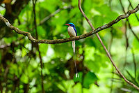 Common Paradise-Kingfisher (male) #1, Nimbokrang, Papua The male of this stunning species, easily recognized by its much longer tail compared to the female. Observed from a hide where it was lured with worms.<br />
https://www.jungledragon.com/image/155604/common_paradise-kingfisher_male_2_nimbokrang_papua.html<br />
https://www.jungledragon.com/image/155605/common_paradise-kingfisher_male_3_nimbokrang_papua.html<br />
https://www.jungledragon.com/image/155606/common_paradise-kingfisher_male_4_nimbokrang_papua.html<br />
https://www.jungledragon.com/image/155607/common_paradise-kingfisher_male_5_nimbokrang_papua.html<br />
Female:<br />
<br />
https://www.jungledragon.com/image/155609/common_paradise-kingfisher_female_2_nimbokrang_papua.html Australia (continent),Common Paradise-Kingfisher,Geotagged,Indonesia,New Guinea,Nimbokrang,Papua,Papua 2023,Spring,Tanysiptera galatea,West Papua,Western New Guinea