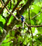 Common Paradise-Kingfisher (male) #2, Nimbokrang, Papua The male of this stunning species, easily recognized by its much longer tail compared to the female. Observed from a hide where it was lured with worms.<br />
https://www.jungledragon.com/image/155603/common_paradise-kingfisher_male_1_nimbokrang_papua.html<br />
https://www.jungledragon.com/image/155605/common_paradise-kingfisher_male_3_nimbokrang_papua.html<br />
https://www.jungledragon.com/image/155606/common_paradise-kingfisher_male_4_nimbokrang_papua.html<br />
https://www.jungledragon.com/image/155607/common_paradise-kingfisher_male_5_nimbokrang_papua.html<br />
Female:<br />
<br />
https://www.jungledragon.com/image/155609/common_paradise-kingfisher_female_2_nimbokrang_papua.html Australia (continent),Common Paradise-Kingfisher,Geotagged,Indonesia,New Guinea,Nimbokrang,Papua,Papua 2023,Spring,Tanysiptera galatea,West Papua,Western New Guinea