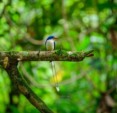 Common Paradise-Kingfisher (male) #3, Nimbokrang, Papua The male of this stunning species, easily recognized by its much longer tail compared to the female. Observed from a hide where it was lured with worms.
https://www.jungledragon.com/image/155603/common_paradise-kingfisher_male_1_nimbokrang_papua.html
https://www.jungledragon.com/image/155604/common_paradise-kingfisher_male_2_nimbokrang_papua.html
https://www.jungledragon.com/image/155606/common_paradise-kingfisher_male_4_nimbokrang_papua.html
https://www.jungledragon.com/image/155607/common_paradise-kingfisher_male_5_nimbokrang_papua.html
Female:

https://www.jungledragon.com/image/155609/common_paradise-kingfisher_female_2_nimbokrang_papua.html Australia (continent),Common Paradise-Kingfisher,Geotagged,Indonesia,New Guinea,Nimbokrang,Papua,Papua 2023,Spring,Tanysiptera galatea,West Papua,Western New Guinea