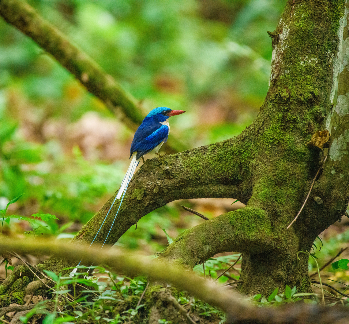Common Paradise-Kingfisher (male) #4, Nimbokrang, Papua The male of this stunning species, easily recognized by its much longer tail compared to the female. Observed from a hide where it was lured with worms.<br />
<figure class="photo"><a href="https://www.jungledragon.com/image/155603/common_paradise-kingfisher_male_1_nimbokrang_papua.html" title="Common Paradise-Kingfisher (male) #1, Nimbokrang, Papua"><img src="https://s3.amazonaws.com/media.jungledragon.com/images/2/155603_thumb.jpg?AWSAccessKeyId=05GMT0V3GWVNE7GGM1R2&Expires=1759968010&Signature=FTU%2Fn1ju9zYMVhgKVyKJHVomkgM%3D" width="200" height="134" alt="Common Paradise-Kingfisher (male) #1, Nimbokrang, Papua The male of this stunning species, easily recognized by its much longer tail compared to the female. Observed from a hide where it was lured with worms.<br />
https://www.jungledragon.com/image/155604/common_paradise-kingfisher_male_2_nimbokrang_papua.html<br />
https://www.jungledragon.com/image/155605/common_paradise-kingfisher_male_3_nimbokrang_papua.html<br />
https://www.jungledragon.com/image/155606/common_paradise-kingfisher_male_4_nimbokrang_papua.html<br />
https://www.jungledragon.com/image/155607/common_paradise-kingfisher_male_5_nimbokrang_papua.html<br />
Female:<br />
<br />
https://www.jungledragon.com/image/155609/common_paradise-kingfisher_female_2_nimbokrang_papua.html Australia (continent),Common Paradise-Kingfisher,Geotagged,Indonesia,New Guinea,Nimbokrang,Papua,Papua 2023,Spring,Tanysiptera galatea,West Papua,Western New Guinea" /></a></figure><br />
<figure class="photo"><a href="https://www.jungledragon.com/image/155604/common_paradise-kingfisher_male_2_nimbokrang_papua.html" title="Common Paradise-Kingfisher (male) #2, Nimbokrang, Papua"><img src="https://s3.amazonaws.com/media.jungledragon.com/images/2/155604_thumb.jpg?AWSAccessKeyId=05GMT0V3GWVNE7GGM1R2&Expires=1759968010&Signature=3OXsjjOf%2Fe%2BCQOero9G7q7vD4Bw%3D" width="140" height="152" alt="Common Paradise-Kingfisher (male) #2, Nimbokrang, Papua The male of this stunning species, easily recognized by its much longer tail compared to the female. Observed from a hide where it was lured with worms.<br />
https://www.jungledragon.com/image/155603/common_paradise-kingfisher_male_1_nimbokrang_papua.html<br />
https://www.jungledragon.com/image/155605/common_paradise-kingfisher_male_3_nimbokrang_papua.html<br />
https://www.jungledragon.com/image/155606/common_paradise-kingfisher_male_4_nimbokrang_papua.html<br />
https://www.jungledragon.com/image/155607/common_paradise-kingfisher_male_5_nimbokrang_papua.html<br />
Female:<br />
<br />
https://www.jungledragon.com/image/155609/common_paradise-kingfisher_female_2_nimbokrang_papua.html Australia (continent),Common Paradise-Kingfisher,Geotagged,Indonesia,New Guinea,Nimbokrang,Papua,Papua 2023,Spring,Tanysiptera galatea,West Papua,Western New Guinea" /></a></figure><br />
<figure class="photo"><a href="https://www.jungledragon.com/image/155605/common_paradise-kingfisher_male_3_nimbokrang_papua.html" title="Common Paradise-Kingfisher (male) #3, Nimbokrang, Papua"><img src="https://s3.amazonaws.com/media.jungledragon.com/images/2/155605_thumb.jpg?AWSAccessKeyId=05GMT0V3GWVNE7GGM1R2&Expires=1759968010&Signature=jg7w5YH8Eco5roAhqAqpEZiLZ7Q%3D" width="200" height="194" alt="Common Paradise-Kingfisher (male) #3, Nimbokrang, Papua The male of this stunning species, easily recognized by its much longer tail compared to the female. Observed from a hide where it was lured with worms.<br />
https://www.jungledragon.com/image/155603/common_paradise-kingfisher_male_1_nimbokrang_papua.html<br />
https://www.jungledragon.com/image/155604/common_paradise-kingfisher_male_2_nimbokrang_papua.html<br />
https://www.jungledragon.com/image/155606/common_paradise-kingfisher_male_4_nimbokrang_papua.html<br />
https://www.jungledragon.com/image/155607/common_paradise-kingfisher_male_5_nimbokrang_papua.html<br />
Female:<br />
<br />
https://www.jungledragon.com/image/155609/common_paradise-kingfisher_female_2_nimbokrang_papua.html Australia (continent),Common Paradise-Kingfisher,Geotagged,Indonesia,New Guinea,Nimbokrang,Papua,Papua 2023,Spring,Tanysiptera galatea,West Papua,Western New Guinea" /></a></figure><br />
<figure class="photo"><a href="https://www.jungledragon.com/image/155607/common_paradise-kingfisher_male_5_nimbokrang_papua.html" title="Common Paradise-Kingfisher (male) #5, Nimbokrang, Papua"><img src="https://s3.amazonaws.com/media.jungledragon.com/images/2/155607_thumb.jpg?AWSAccessKeyId=05GMT0V3GWVNE7GGM1R2&Expires=1759968010&Signature=yguTupEZk2B2KIw24NEJTo8ZGHY%3D" width="200" height="190" alt="Common Paradise-Kingfisher (male) #5, Nimbokrang, Papua The male of this stunning species, easily recognized by its much longer tail compared to the female. Observed from a hide where it was lured with worms.<br />
https://www.jungledragon.com/image/155603/common_paradise-kingfisher_male_1_nimbokrang_papua.html<br />
https://www.jungledragon.com/image/155604/common_paradise-kingfisher_male_2_nimbokrang_papua.html<br />
https://www.jungledragon.com/image/155605/common_paradise-kingfisher_male_3_nimbokrang_papua.html<br />
https://www.jungledragon.com/image/155606/common_paradise-kingfisher_male_4_nimbokrang_papua.html<br />
Female:<br />
<br />
https://www.jungledragon.com/image/155609/common_paradise-kingfisher_female_2_nimbokrang_papua.html Australia (continent),Common Paradise-Kingfisher,Geotagged,Indonesia,New Guinea,Nimbokrang,Papua,Papua 2023,Spring,Tanysiptera galatea,West Papua,Western New Guinea" /></a></figure><br />
Female:<br />
<br />
<figure class="photo"><a href="https://www.jungledragon.com/image/155609/common_paradise-kingfisher_female_2_nimbokrang_papua.html" title="Common Paradise-Kingfisher (female) #2, Nimbokrang, Papua"><img src="https://s3.amazonaws.com/media.jungledragon.com/images/2/155609_thumb.jpg?AWSAccessKeyId=05GMT0V3GWVNE7GGM1R2&Expires=1759968010&Signature=jUGc1qm6OfyTro8QsTM6K%2FDgXnc%3D" width="200" height="134" alt="Common Paradise-Kingfisher (female) #2, Nimbokrang, Papua The female of this stunning species. Compared to the male, the tail is shorter and more curved (from sitting on the nest). Observed from a hide where it was lured with worms.<br />
https://www.jungledragon.com/image/155608/common_paradise-kingfisher_female_1_nimbokrang_papua.html<br />
Male:<br />
<br />
https://www.jungledragon.com/image/155604/common_paradise-kingfisher_male_2_nimbokrang_papua.html Australia (continent),Common Paradise-Kingfisher,Geotagged,Indonesia,New Guinea,Nimbokrang,Papua,Papua 2023,Spring,Tanysiptera galatea,West Papua,Western New Guinea" /></a></figure> Australia (continent),Common Paradise-Kingfisher,Geotagged,Indonesia,New Guinea,Nimbokrang,Papua,Papua 2023,Spring,Tanysiptera galatea,West Papua,Western New Guinea
