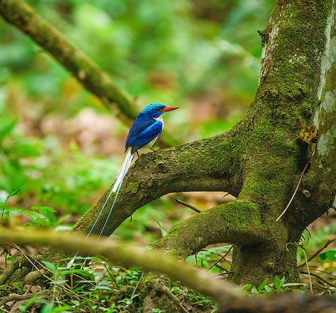 Common Paradise-Kingfisher (male) #4, Nimbokrang, Papua The male of this stunning species, easily recognized by its much longer tail compared to the female. Observed from a hide where it was lured with worms.
https://www.jungledragon.com/image/155603/common_paradise-kingfisher_male_1_nimbokrang_papua.html
https://www.jungledragon.com/image/155604/common_paradise-kingfisher_male_2_nimbokrang_papua.html
https://www.jungledragon.com/image/155605/common_paradise-kingfisher_male_3_nimbokrang_papua.html
https://www.jungledragon.com/image/155607/common_paradise-kingfisher_male_5_nimbokrang_papua.html
Female:

https://www.jungledragon.com/image/155609/common_paradise-kingfisher_female_2_nimbokrang_papua.html Australia (continent),Common Paradise-Kingfisher,Geotagged,Indonesia,New Guinea,Nimbokrang,Papua,Papua 2023,Spring,Tanysiptera galatea,West Papua,Western New Guinea