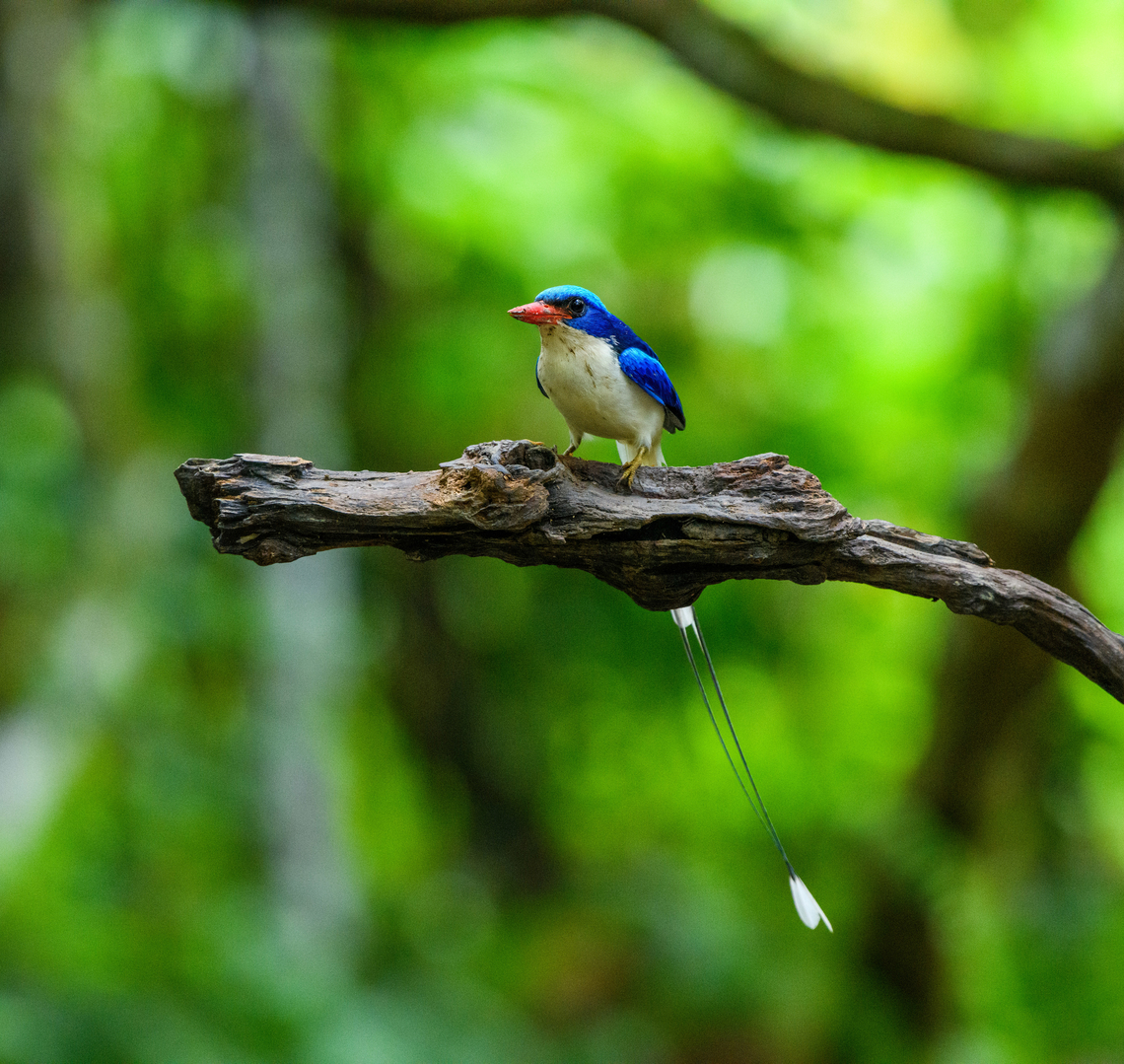 Common Paradise-Kingfisher (male) #5, Nimbokrang, Papua The male of this stunning species, easily recognized by its much longer tail compared to the female. Observed from a hide where it was lured with worms.<br />
<figure class="photo"><a href="https://www.jungledragon.com/image/155603/common_paradise-kingfisher_male_1_nimbokrang_papua.html" title="Common Paradise-Kingfisher (male) #1, Nimbokrang, Papua"><img src="https://s3.amazonaws.com/media.jungledragon.com/images/2/155603_thumb.jpg?AWSAccessKeyId=05GMT0V3GWVNE7GGM1R2&Expires=1763596810&Signature=FNR8R4clxJpqfo%2Bu2XNFkzk8ba0%3D" width="200" height="134" alt="Common Paradise-Kingfisher (male) #1, Nimbokrang, Papua The male of this stunning species, easily recognized by its much longer tail compared to the female. Observed from a hide where it was lured with worms.<br />
https://www.jungledragon.com/image/155604/common_paradise-kingfisher_male_2_nimbokrang_papua.html<br />
https://www.jungledragon.com/image/155605/common_paradise-kingfisher_male_3_nimbokrang_papua.html<br />
https://www.jungledragon.com/image/155606/common_paradise-kingfisher_male_4_nimbokrang_papua.html<br />
https://www.jungledragon.com/image/155607/common_paradise-kingfisher_male_5_nimbokrang_papua.html<br />
Female:<br />
<br />
https://www.jungledragon.com/image/155609/common_paradise-kingfisher_female_2_nimbokrang_papua.html Australia (continent),Common Paradise-Kingfisher,Geotagged,Indonesia,New Guinea,Nimbokrang,Papua,Papua 2023,Spring,Tanysiptera galatea,West Papua,Western New Guinea" /></a></figure><br />
<figure class="photo"><a href="https://www.jungledragon.com/image/155604/common_paradise-kingfisher_male_2_nimbokrang_papua.html" title="Common Paradise-Kingfisher (male) #2, Nimbokrang, Papua"><img src="https://s3.amazonaws.com/media.jungledragon.com/images/2/155604_thumb.jpg?AWSAccessKeyId=05GMT0V3GWVNE7GGM1R2&Expires=1763596810&Signature=aLaptWrHN28eXC1py3ccM%2B%2FQbzA%3D" width="140" height="152" alt="Common Paradise-Kingfisher (male) #2, Nimbokrang, Papua The male of this stunning species, easily recognized by its much longer tail compared to the female. Observed from a hide where it was lured with worms.<br />
https://www.jungledragon.com/image/155603/common_paradise-kingfisher_male_1_nimbokrang_papua.html<br />
https://www.jungledragon.com/image/155605/common_paradise-kingfisher_male_3_nimbokrang_papua.html<br />
https://www.jungledragon.com/image/155606/common_paradise-kingfisher_male_4_nimbokrang_papua.html<br />
https://www.jungledragon.com/image/155607/common_paradise-kingfisher_male_5_nimbokrang_papua.html<br />
Female:<br />
<br />
https://www.jungledragon.com/image/155609/common_paradise-kingfisher_female_2_nimbokrang_papua.html Australia (continent),Common Paradise-Kingfisher,Geotagged,Indonesia,New Guinea,Nimbokrang,Papua,Papua 2023,Spring,Tanysiptera galatea,West Papua,Western New Guinea" /></a></figure><br />
<figure class="photo"><a href="https://www.jungledragon.com/image/155605/common_paradise-kingfisher_male_3_nimbokrang_papua.html" title="Common Paradise-Kingfisher (male) #3, Nimbokrang, Papua"><img src="https://s3.amazonaws.com/media.jungledragon.com/images/2/155605_thumb.jpg?AWSAccessKeyId=05GMT0V3GWVNE7GGM1R2&Expires=1763596810&Signature=XUgMaLIojaaicnesdNN38MBU%2BWM%3D" width="200" height="194" alt="Common Paradise-Kingfisher (male) #3, Nimbokrang, Papua The male of this stunning species, easily recognized by its much longer tail compared to the female. Observed from a hide where it was lured with worms.<br />
https://www.jungledragon.com/image/155603/common_paradise-kingfisher_male_1_nimbokrang_papua.html<br />
https://www.jungledragon.com/image/155604/common_paradise-kingfisher_male_2_nimbokrang_papua.html<br />
https://www.jungledragon.com/image/155606/common_paradise-kingfisher_male_4_nimbokrang_papua.html<br />
https://www.jungledragon.com/image/155607/common_paradise-kingfisher_male_5_nimbokrang_papua.html<br />
Female:<br />
<br />
https://www.jungledragon.com/image/155609/common_paradise-kingfisher_female_2_nimbokrang_papua.html Australia (continent),Common Paradise-Kingfisher,Geotagged,Indonesia,New Guinea,Nimbokrang,Papua,Papua 2023,Spring,Tanysiptera galatea,West Papua,Western New Guinea" /></a></figure><br />
<figure class="photo"><a href="https://www.jungledragon.com/image/155606/common_paradise-kingfisher_male_4_nimbokrang_papua.html" title="Common Paradise-Kingfisher (male) #4, Nimbokrang, Papua"><img src="https://s3.amazonaws.com/media.jungledragon.com/images/2/155606_thumb.jpg?AWSAccessKeyId=05GMT0V3GWVNE7GGM1R2&Expires=1763596810&Signature=5wiPjrYizcLYlB7UUWiQ7do20z8%3D" width="200" height="188" alt="Common Paradise-Kingfisher (male) #4, Nimbokrang, Papua The male of this stunning species, easily recognized by its much longer tail compared to the female. Observed from a hide where it was lured with worms.<br />
https://www.jungledragon.com/image/155603/common_paradise-kingfisher_male_1_nimbokrang_papua.html<br />
https://www.jungledragon.com/image/155604/common_paradise-kingfisher_male_2_nimbokrang_papua.html<br />
https://www.jungledragon.com/image/155605/common_paradise-kingfisher_male_3_nimbokrang_papua.html<br />
https://www.jungledragon.com/image/155607/common_paradise-kingfisher_male_5_nimbokrang_papua.html<br />
Female:<br />
<br />
https://www.jungledragon.com/image/155609/common_paradise-kingfisher_female_2_nimbokrang_papua.html Australia (continent),Common Paradise-Kingfisher,Geotagged,Indonesia,New Guinea,Nimbokrang,Papua,Papua 2023,Spring,Tanysiptera galatea,West Papua,Western New Guinea" /></a></figure><br />
Female:<br />
<br />
<figure class="photo"><a href="https://www.jungledragon.com/image/155609/common_paradise-kingfisher_female_2_nimbokrang_papua.html" title="Common Paradise-Kingfisher (female) #2, Nimbokrang, Papua"><img src="https://s3.amazonaws.com/media.jungledragon.com/images/2/155609_thumb.jpg?AWSAccessKeyId=05GMT0V3GWVNE7GGM1R2&Expires=1763596810&Signature=vWfkd9Z7fnyTLhy9eWdDM7Wwe9g%3D" width="200" height="134" alt="Common Paradise-Kingfisher (female) #2, Nimbokrang, Papua The female of this stunning species. Compared to the male, the tail is shorter and more curved (from sitting on the nest). Observed from a hide where it was lured with worms.<br />
https://www.jungledragon.com/image/155608/common_paradise-kingfisher_female_1_nimbokrang_papua.html<br />
Male:<br />
<br />
https://www.jungledragon.com/image/155604/common_paradise-kingfisher_male_2_nimbokrang_papua.html Australia (continent),Common Paradise-Kingfisher,Geotagged,Indonesia,New Guinea,Nimbokrang,Papua,Papua 2023,Spring,Tanysiptera galatea,West Papua,Western New Guinea" /></a></figure> Australia (continent),Common Paradise-Kingfisher,Geotagged,Indonesia,New Guinea,Nimbokrang,Papua,Papua 2023,Spring,Tanysiptera galatea,West Papua,Western New Guinea