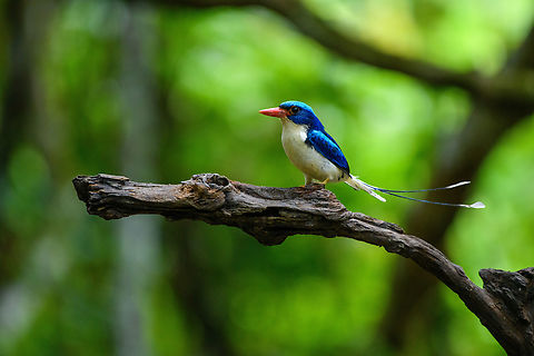 Common Paradise-Kingfisher (female) #1, Nimbokrang, Papua The female of this stunning species. Compared to the male, the tail is shorter and more curved (from sitting on the nest). Observed from a hide where it was lured with worms.
https://www.jungledragon.com/image/155609/common_paradise-kingfisher_female_2_nimbokrang_papua.html
Male:

https://www.jungledragon.com/image/155604/common_paradise-kingfisher_male_2_nimbokrang_papua.html Australia (continent),Common Paradise-Kingfisher,Geotagged,Indonesia,New Guinea,Nimbokrang,Papua,Papua 2023,Spring,Tanysiptera galatea,West Papua,Western New Guinea