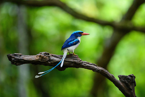 Common Paradise-Kingfisher (female) #2, Nimbokrang, Papua The female of this stunning species. Compared to the male, the tail is shorter and more curved (from sitting on the nest). Observed from a hide where it was lured with worms.
https://www.jungledragon.com/image/155608/common_paradise-kingfisher_female_1_nimbokrang_papua.html
Male:

https://www.jungledragon.com/image/155604/common_paradise-kingfisher_male_2_nimbokrang_papua.html Australia (continent),Common Paradise-Kingfisher,Geotagged,Indonesia,New Guinea,Nimbokrang,Papua,Papua 2023,Spring,Tanysiptera galatea,West Papua,Western New Guinea