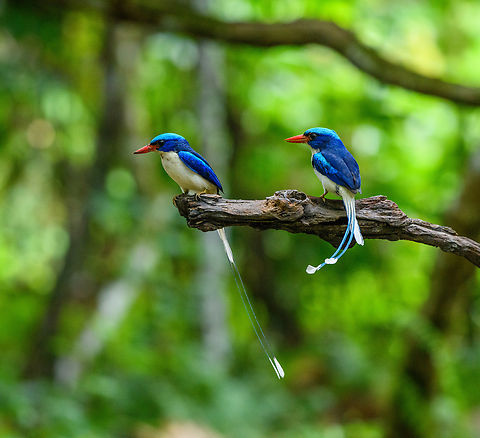 Common Paradise-Kingfisher (couple), Nimbokrang, Papua The male has the long straight tail, the female a short curved tail (from sitting on the nest). Observed from a hide where it was lured with worms.
More male photos:
https://www.jungledragon.com/image/155604/common_paradise-kingfisher_male_2_nimbokrang_papua.html
More female photos:
https://www.jungledragon.com/image/155609/common_paradise-kingfisher_female_2_nimbokrang_papua.html Australia (continent),Common Paradise-Kingfisher,Geotagged,Indonesia,New Guinea,Nimbokrang,Papua,Papua 2023,Spring,Tanysiptera galatea,West Papua,Western New Guinea