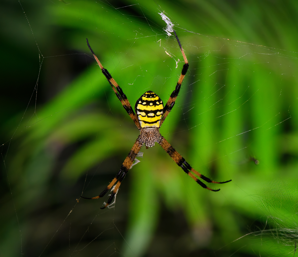 Painted Cross Spider, Nimbokrang, Papua  Argiope picta,Australia (continent),Geotagged,Indonesia,New Guinea,Nimbokrang,Painted Cross Spider,Papua,Papua 2023,Spring,West Papua,Western New Guinea