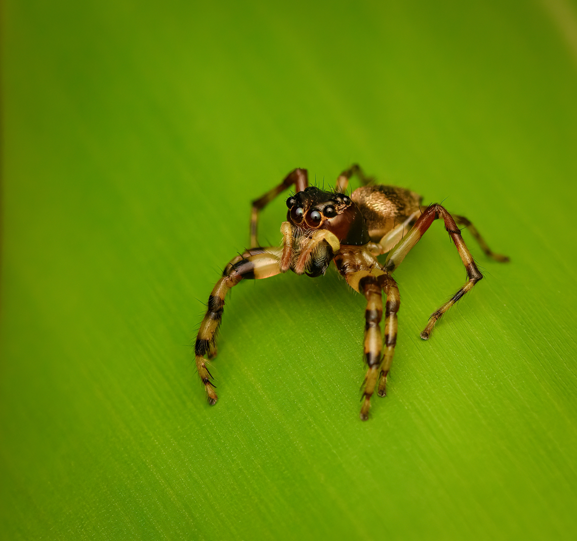 Banded-legged Jumping spider, Nimbokrang, Papua  Australia (continent),Geotagged,Indonesia,New Guinea,Nimbokrang,Papua,Papua 2023,Spring,West Papua,Western New Guinea