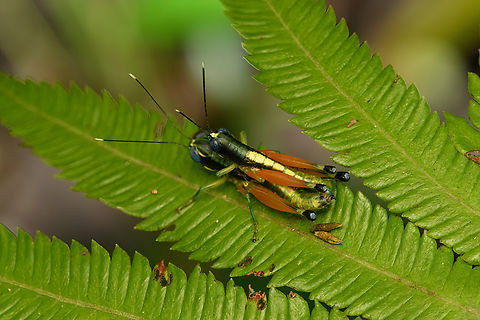 Mating Grasshoppers, Nimbokrang, Papua Possibly in the Caryanda genus. Australia (continent),Geotagged,Indonesia,New Guinea,Nimbokrang,Papua,Papua 2023,Spring,West Papua,Western New Guinea