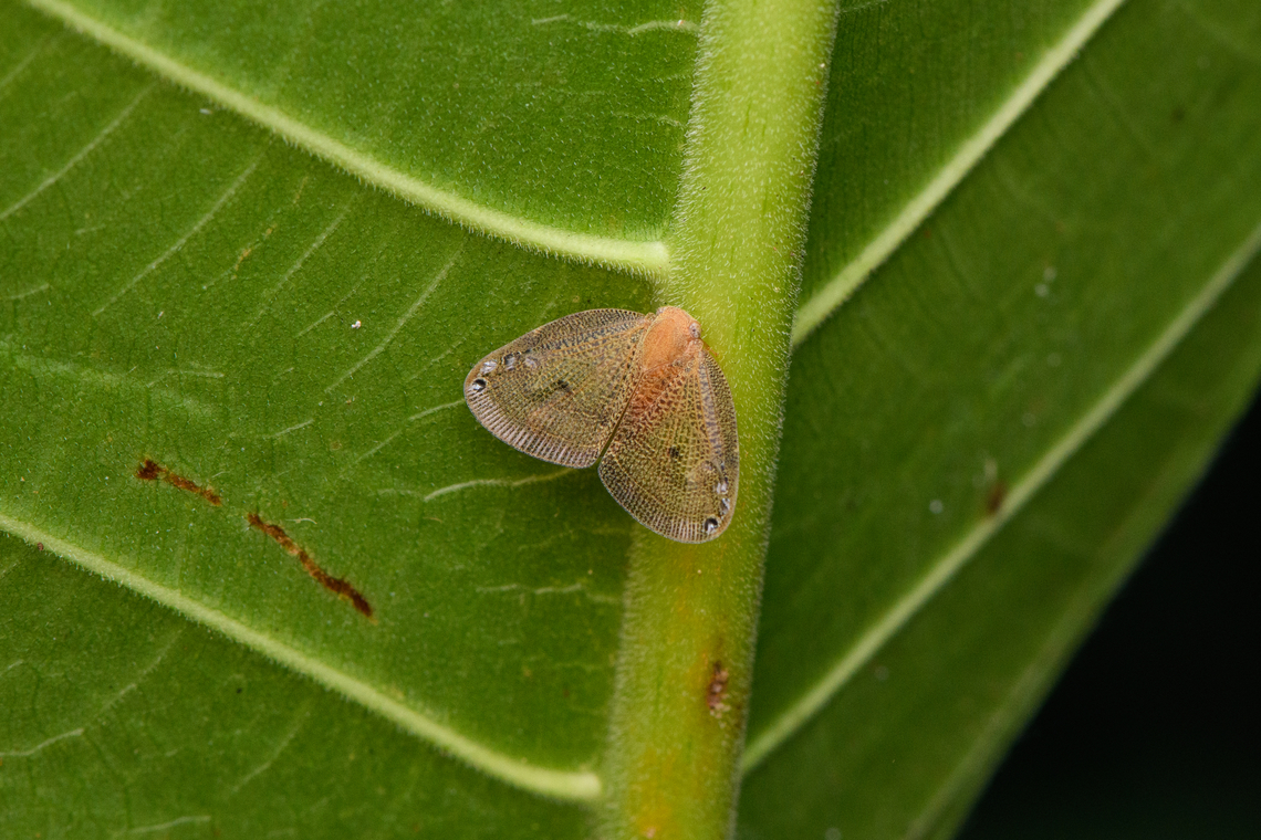 Ricaniid Planthopper, Nimbokrang, Papua Pochazina bakeri comes close, but I'm not sure it's a full match. Australia (continent),Geotagged,Indonesia,New Guinea,Nimbokrang,Papua,Papua 2023,Ricanoides flabellum,Spring,West Papua,Western New Guinea