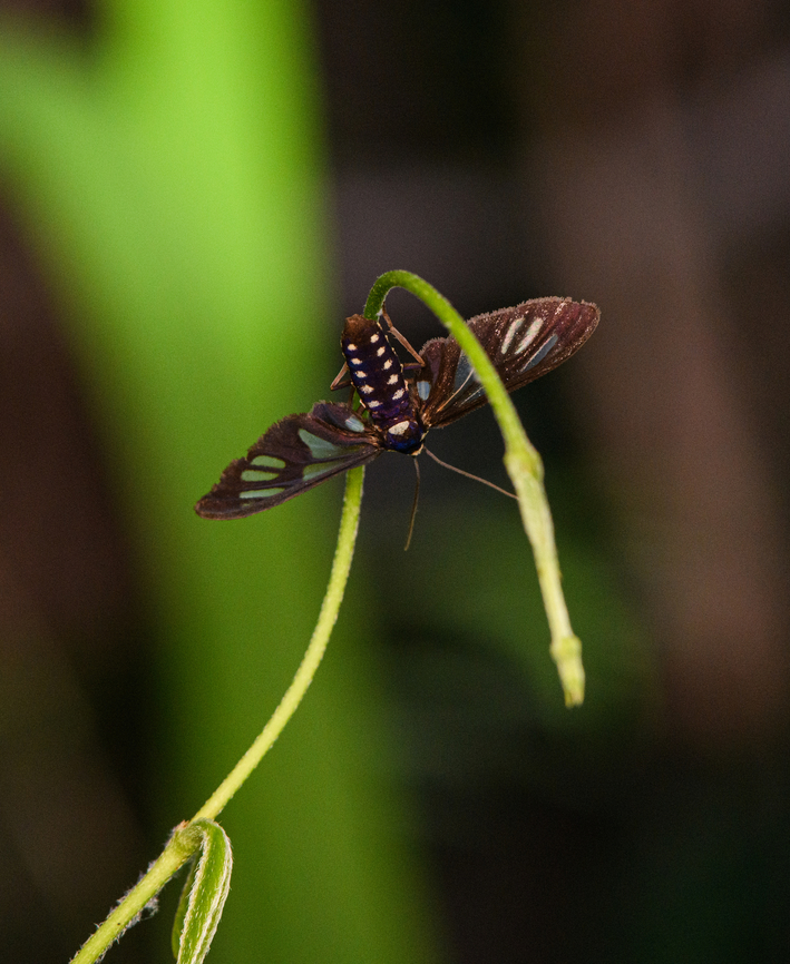 Ceryx puncta, Nimbokrang, Papua Amata sp. is a candidate genus but I've not found anything remotely close yet. Australia (continent),Ceryx puncta,Geotagged,Indonesia,New Guinea,Nimbokrang,Papua,Papua 2023,Spring,West Papua,Western New Guinea