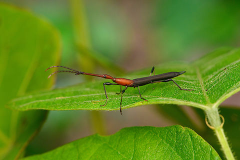 Giraffe-necked weevil, Nimbokrang, Papua Probably in the Ischnomerus genus. Australia (continent),Geotagged,Indonesia,New Guinea,Nimbokrang,Papua,Papua 2023,Spring,West Papua,Western New Guinea