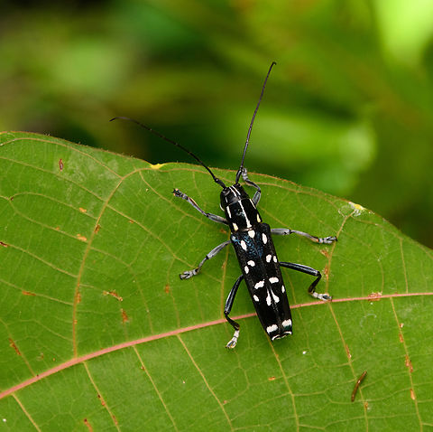 Glenea venus, Nimbokrang, Papua  Australia (continent),Geotagged,Glenea venus,Indonesia,New Guinea,Nimbokrang,Papua,Papua 2023,Spring,West Papua,Western New Guinea