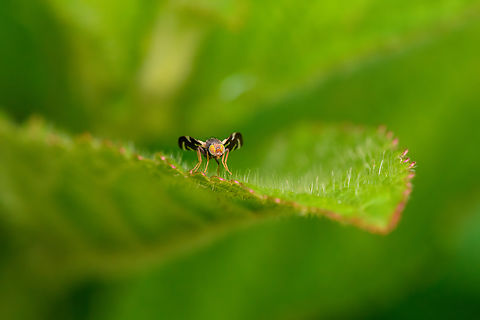 Spathulina acroleuca, Nimbokrang, Papua Tentative ID. Australia (continent),Geotagged,Indonesia,New Guinea,Nimbokrang,Papua,Papua 2023,Spathulina acroleuca,Spring,West Papua,Western New Guinea