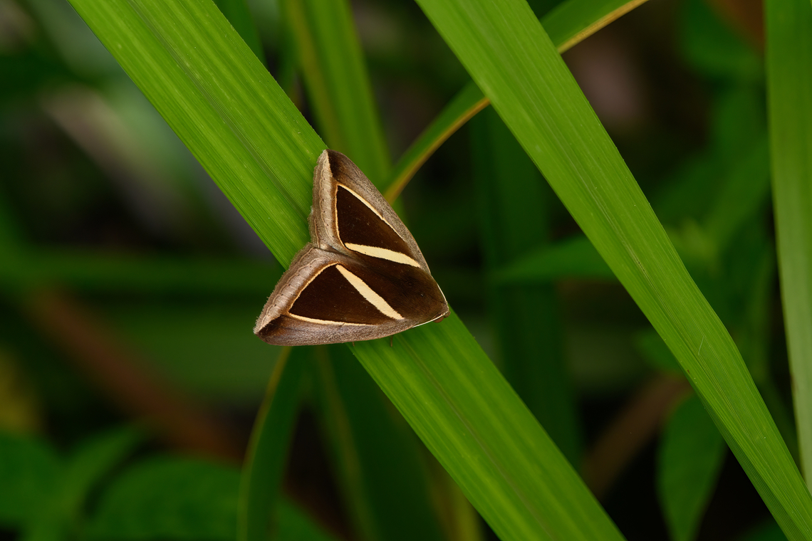 Triangular-striped moth, Nimbokrang, Papua  Australia (continent),Chalciope mygdon,Geotagged,Indonesia,New Guinea,Nimbokrang,Papua,Papua 2023,Spring,Triangular-striped moth,West Papua,Western New Guinea