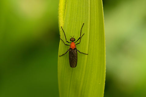 Plecia amplipennis, Nimbokrang, Papua  Australia (continent),Geotagged,Indonesia,New Guinea,Nimbokrang,Papua,Papua 2023,Plecia amplipennis,Spring,West Papua,Western New Guinea