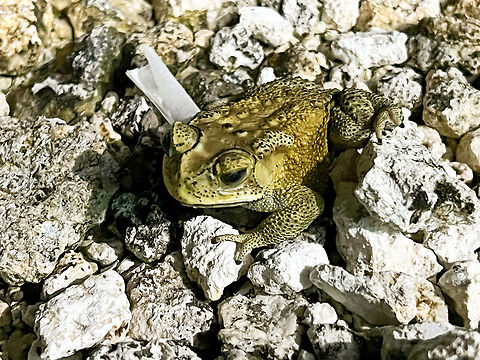 Asian Common Toad, Nimbokrang, Papua Sloppy smartphone snap. Asian Common Toad,Australia (continent),Duttaphrynus melanostictus,Geotagged,Indonesia,New Guinea,Nimbokrang,Papua,Papua 2023,Spring,West Papua,Western New Guinea