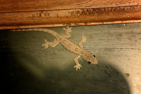 Flat-tailed house gecko, Nimbokrang, Papua  Australia (continent),Flat-tailed house gecko,Geotagged,Hemidactylus platyurus,Indonesia,New Guinea,Nimbokrang,Papua,Papua 2023,Spring,West Papua,Western New Guinea