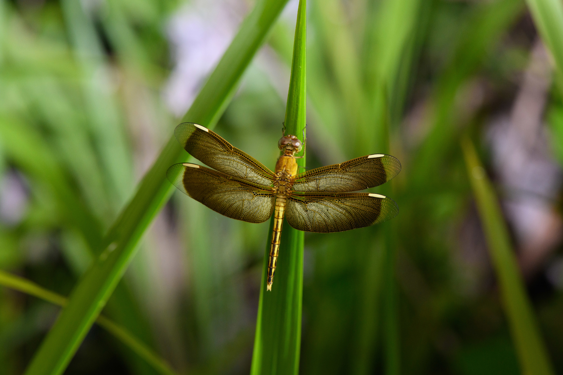 Painted Grasshawk (female) perched, Nimbokrang, Papua  Australia (continent),Geotagged,Indonesia,Neurothemis stigmatizans,New Guinea,Nimbokrang,Painted Grasshawk,Papua,Papua 2023,Spring,West Papua,Western New Guinea