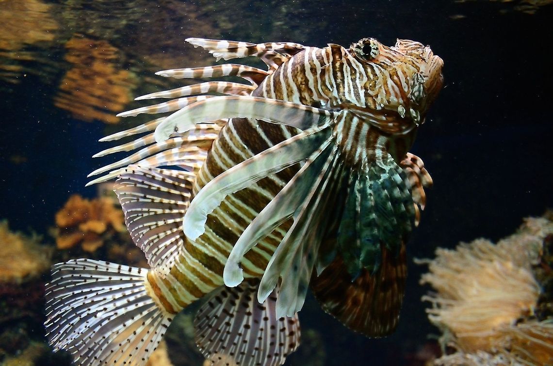 Lionfish full view Full body capture of a Lionfish, showing its majestic, yet deadly decorations. I can watch this fish for hours in trance. Fish,Lionfish,Pterois,Pterois volitans,Red lionfish,Rhenen Zoo
