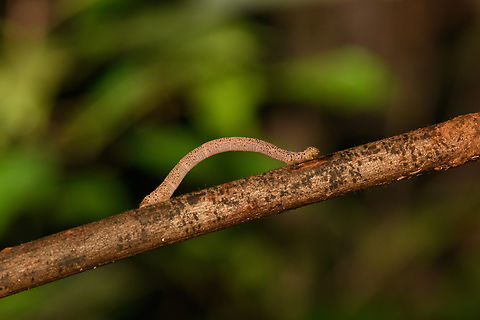 Inchworm, Nimbokrang, Papua Geometridae Australia (continent),Geotagged,Indonesia,New Guinea,Nimbokrang,Papua,Papua 2023,Spring,West Papua,Western New Guinea