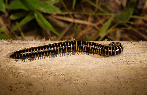 Millipede, Nimbokrang,Papua Possibly in the Spirobolus genus. Australia (continent),Geotagged,Indonesia,New Guinea,Nimbokrang,Papua,Papua 2023,Spring,West Papua,Western New Guinea