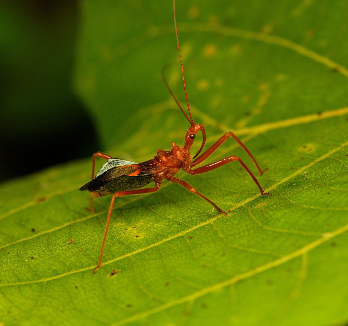 Red Assassin bug, Nimbokrang, Papua Possibly in the Helonotus genus, similar to two earlier observations in this area. Australia (continent),Geotagged,Indonesia,New Guinea,Nimbokrang,Papua,Papua 2023,Spring,West Papua,Western New Guinea