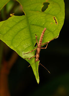 Stick insect, Nimbokrang, Papua  Australia (continent),Geotagged,Indonesia,New Guinea,Nimbokrang,Papua,Papua 2023,Spring,West Papua,Western New Guinea