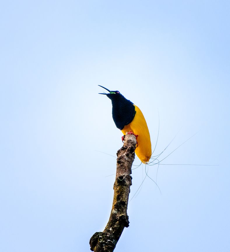 Twelve-wired bird-of-paradise - male calling, Nimbokrang,Papua Here&#039;s the 2nd bird-of-paradise encountered during our Papua trip.<br />
<br />
The beautiful male of the Twelve-wired Bird-of-Paradise displays (and regularly practices) on his steady bare tree in anticipation of a female that may appear. The ritual is hardly a complicated dance, instead a matter of projecting his butt towards the female&#039;s face. The characteristic twelve wires surely play a role in the critical review by the female. A notable and easily overlooked feature of the male is the bright green inside of the mouth.<br />
<figure class="photo"><a href="https://www.jungledragon.com/image/155788/twelve-wired_bird-of-paradise_-_male_nimbokrangpapua.html" title="Twelve-wired bird-of-paradise - male, Nimbokrang,Papua"><img src="https://s3.amazonaws.com/media.jungledragon.com/images/2/155788_thumb.jpg?AWSAccessKeyId=05GMT0V3GWVNE7GGM1R2&Expires=1759968010&Signature=JuGW6WJO9oKH6KhIPtfE0kqX22M%3D" width="200" height="134" alt="Twelve-wired bird-of-paradise - male, Nimbokrang,Papua Here&#039;s the 2nd bird-of-paradise encountered during our Papua trip.<br />
<br />
The beautiful male of the Twelve-wired Bird-of-Paradise displays (and regularly practices) on his steady bare tree in anticipation of a female that may appear. The ritual is hardly a complicated dance, instead a matter of projecting his butt towards the female&#039;s face. The characteristic twelve wires surely play a role in the critical review by the female. A notable and easily overlooked feature of the male is the bright green inside of the mouth.<br />
https://www.jungledragon.com/image/155788/twelve-wired_bird-of-paradise_-_male_nimbokrangpapua.html<br />
https://www.jungledragon.com/image/155789/twelve-wired_bird-of-paradise_-_display_ritual_nimbokrangpapua.html<br />
https://www.jungledragon.com/image/155790/twelve-wired_bird-of-paradise_-_display_ritual_nimbokrangpapua.html<br />
https://www.youtube.com/watch?v=K7E-2bqwvPU Australia (continent),Birds-of-paradise,Geotagged,Indonesia,New Guinea,Nimbokrang,Papua,Papua 2023,Seleucidis melanoleucus,Spring,Twelve-wired bird-of-paradise,West Papua,Western New Guinea" /></a></figure><br />
<figure class="photo"><a href="https://www.jungledragon.com/image/155789/twelve-wired_bird-of-paradise_-_display_ritual_nimbokrangpapua.html" title="Twelve-wired bird-of-paradise - display ritual, Nimbokrang,Papua"><img src="https://s3.amazonaws.com/media.jungledragon.com/images/2/155789_thumb.jpg?AWSAccessKeyId=05GMT0V3GWVNE7GGM1R2&Expires=1759968010&Signature=kIzgYEskQktUHI77W6k98uEayYQ%3D" width="200" height="162" alt="Twelve-wired bird-of-paradise - display ritual, Nimbokrang,Papua Here&#039;s the 2nd bird-of-paradise encountered during our Papua trip.<br />
<br />
The beautiful male of the Twelve-wired Bird-of-Paradise displays (and regularly practices) on his steady bare tree in anticipation of a female that may appear. The ritual is hardly a complicated dance, instead a matter of projecting his butt towards the female&#039;s face. The characteristic twelve wires surely play a role in the critical review by the female. A notable and easily overlooked feature of the male is the bright green inside of the mouth.<br />
https://www.jungledragon.com/image/155787/twelve-wired_bird-of-paradise_-_male_calling_nimbokrangpapua.html<br />
https://www.jungledragon.com/image/155788/twelve-wired_bird-of-paradise_-_male_nimbokrangpapua.html<br />
https://www.jungledragon.com/image/155790/twelve-wired_bird-of-paradise_-_display_ritual_nimbokrangpapua.html<br />
https://www.youtube.com/watch?v=K7E-2bqwvPU Australia (continent),Birds-of-paradise,Geotagged,Indonesia,New Guinea,Nimbokrang,Papua,Papua 2023,Seleucidis melanoleucus,Spring,Twelve-wired bird-of-paradise,West Papua,Western New Guinea" /></a></figure><br />
<figure class="photo"><a href="https://www.jungledragon.com/image/155790/twelve-wired_bird-of-paradise_-_display_ritual_nimbokrangpapua.html" title="Twelve-wired bird-of-paradise - display ritual, Nimbokrang,Papua"><img src="https://s3.amazonaws.com/media.jungledragon.com/images/2/155790_thumb.jpg?AWSAccessKeyId=05GMT0V3GWVNE7GGM1R2&Expires=1759968010&Signature=32D8gwEPWYxTm6OqjPIQ4t%2BByWs%3D" width="152" height="152" alt="Twelve-wired bird-of-paradise - display ritual, Nimbokrang,Papua Here&#039;s the 2nd bird-of-paradise encountered during our Papua trip.<br />
<br />
The beautiful male of the Twelve-wired Bird-of-Paradise displays (and regularly practices) on his steady bare tree in anticipation of a female that may appear. The ritual is hardly a complicated dance, instead a matter of projecting his butt towards the female&#039;s face. The characteristic twelve wires surely play a role in the critical review by the female. A notable and easily overlooked feature of the male is the bright green inside of the mouth.<br />
https://www.jungledragon.com/image/155787/twelve-wired_bird-of-paradise_-_male_calling_nimbokrangpapua.html<br />
https://www.jungledragon.com/image/155788/twelve-wired_bird-of-paradise_-_male_nimbokrangpapua.html<br />
https://www.jungledragon.com/image/155789/twelve-wired_bird-of-paradise_-_display_ritual_nimbokrangpapua.html<br />
https://www.youtube.com/watch?v=K7E-2bqwvPU Australia (continent),Birds-of-paradise,Geotagged,Indonesia,New Guinea,Nimbokrang,Papua,Papua 2023,Seleucidis melanoleucus,Spring,Twelve-wired bird-of-paradise,West Papua,Western New Guinea" /></a></figure><br />
<section class="video"><iframe width="448" height="282" src="https://www.youtube-nocookie.com/embed/K7E-2bqwvPU?hd=1&autoplay=0&rel=0" frameborder="0" allowfullscreen></iframe></section> Australia (continent),Birds-of-paradise,Geotagged,Indonesia,New Guinea,Nimbokrang,Papua,Papua 2023,Seleucidis melanoleucus,Spring,Twelve-wired bird-of-paradise,West Papua,Western New Guinea