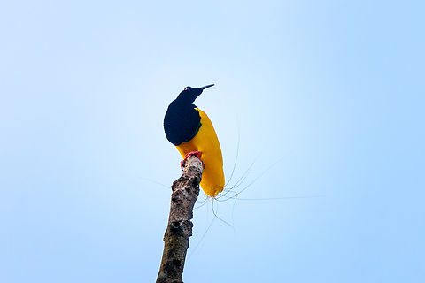 Twelve-wired bird-of-paradise - male, Nimbokrang,Papua Here's the 2nd bird-of-paradise encountered during our Papua trip.

The beautiful male of the Twelve-wired Bird-of-Paradise displays (and regularly practices) on his steady bare tree in anticipation of a female that may appear. The ritual is hardly a complicated dance, instead a matter of projecting his butt towards the female's face. The characteristic twelve wires surely play a role in the critical review by the female. A notable and easily overlooked feature of the male is the bright green inside of the mouth.
https://www.jungledragon.com/image/155788/twelve-wired_bird-of-paradise_-_male_nimbokrangpapua.html
https://www.jungledragon.com/image/155789/twelve-wired_bird-of-paradise_-_display_ritual_nimbokrangpapua.html
https://www.jungledragon.com/image/155790/twelve-wired_bird-of-paradise_-_display_ritual_nimbokrangpapua.html
https://www.youtube.com/watch?v=K7E-2bqwvPU Australia (continent),Birds-of-paradise,Geotagged,Indonesia,New Guinea,Nimbokrang,Papua,Papua 2023,Seleucidis melanoleucus,Spring,Twelve-wired bird-of-paradise,West Papua,Western New Guinea
