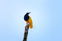 Twelve-wired bird-of-paradise - male, Nimbokrang,Papua Here's the 2nd bird-of-paradise encountered during our Papua trip.<br />
<br />
The beautiful male of the Twelve-wired Bird-of-Paradise displays (and regularly practices) on his steady bare tree in anticipation of a female that may appear. The ritual is hardly a complicated dance, instead a matter of projecting his butt towards the female's face. The characteristic twelve wires surely play a role in the critical review by the female. A notable and easily overlooked feature of the male is the bright green inside of the mouth.<br />
https://www.jungledragon.com/image/155788/twelve-wired_bird-of-paradise_-_male_nimbokrangpapua.html<br />
https://www.jungledragon.com/image/155789/twelve-wired_bird-of-paradise_-_display_ritual_nimbokrangpapua.html<br />
https://www.jungledragon.com/image/155790/twelve-wired_bird-of-paradise_-_display_ritual_nimbokrangpapua.html<br />
https://www.youtube.com/watch?v=K7E-2bqwvPU Australia (continent),Birds-of-paradise,Geotagged,Indonesia,New Guinea,Nimbokrang,Papua,Papua 2023,Seleucidis melanoleucus,Spring,Twelve-wired bird-of-paradise,West Papua,Western New Guinea