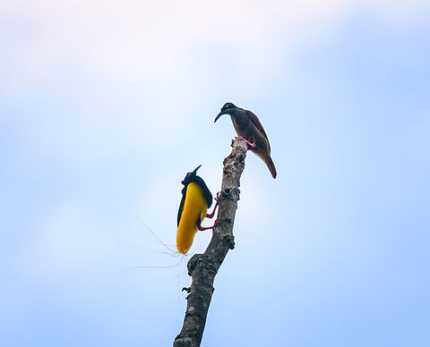 Twelve-wired bird-of-paradise - display ritual, Nimbokrang,Papua Here's the 2nd bird-of-paradise encountered during our Papua trip.

The beautiful male of the Twelve-wired Bird-of-Paradise displays (and regularly practices) on his steady bare tree in anticipation of a female that may appear. The ritual is hardly a complicated dance, instead a matter of projecting his butt towards the female's face. The characteristic twelve wires surely play a role in the critical review by the female. A notable and easily overlooked feature of the male is the bright green inside of the mouth.
https://www.jungledragon.com/image/155787/twelve-wired_bird-of-paradise_-_male_calling_nimbokrangpapua.html
https://www.jungledragon.com/image/155788/twelve-wired_bird-of-paradise_-_male_nimbokrangpapua.html
https://www.jungledragon.com/image/155790/twelve-wired_bird-of-paradise_-_display_ritual_nimbokrangpapua.html
https://www.youtube.com/watch?v=K7E-2bqwvPU Australia (continent),Birds-of-paradise,Geotagged,Indonesia,New Guinea,Nimbokrang,Papua,Papua 2023,Seleucidis melanoleucus,Spring,Twelve-wired bird-of-paradise,West Papua,Western New Guinea