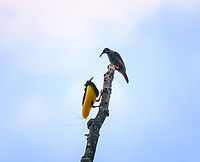 Twelve-wired bird-of-paradise - display ritual, Nimbokrang,Papua Here's the 2nd bird-of-paradise encountered during our Papua trip.<br />
<br />
The beautiful male of the Twelve-wired Bird-of-Paradise displays (and regularly practices) on his steady bare tree in anticipation of a female that may appear. The ritual is hardly a complicated dance, instead a matter of projecting his butt towards the female's face. The characteristic twelve wires surely play a role in the critical review by the female. A notable and easily overlooked feature of the male is the bright green inside of the mouth.<br />
https://www.jungledragon.com/image/155787/twelve-wired_bird-of-paradise_-_male_calling_nimbokrangpapua.html<br />
https://www.jungledragon.com/image/155788/twelve-wired_bird-of-paradise_-_male_nimbokrangpapua.html<br />
https://www.jungledragon.com/image/155790/twelve-wired_bird-of-paradise_-_display_ritual_nimbokrangpapua.html<br />
https://www.youtube.com/watch?v=K7E-2bqwvPU Australia (continent),Birds-of-paradise,Geotagged,Indonesia,New Guinea,Nimbokrang,Papua,Papua 2023,Seleucidis melanoleucus,Spring,Twelve-wired bird-of-paradise,West Papua,Western New Guinea