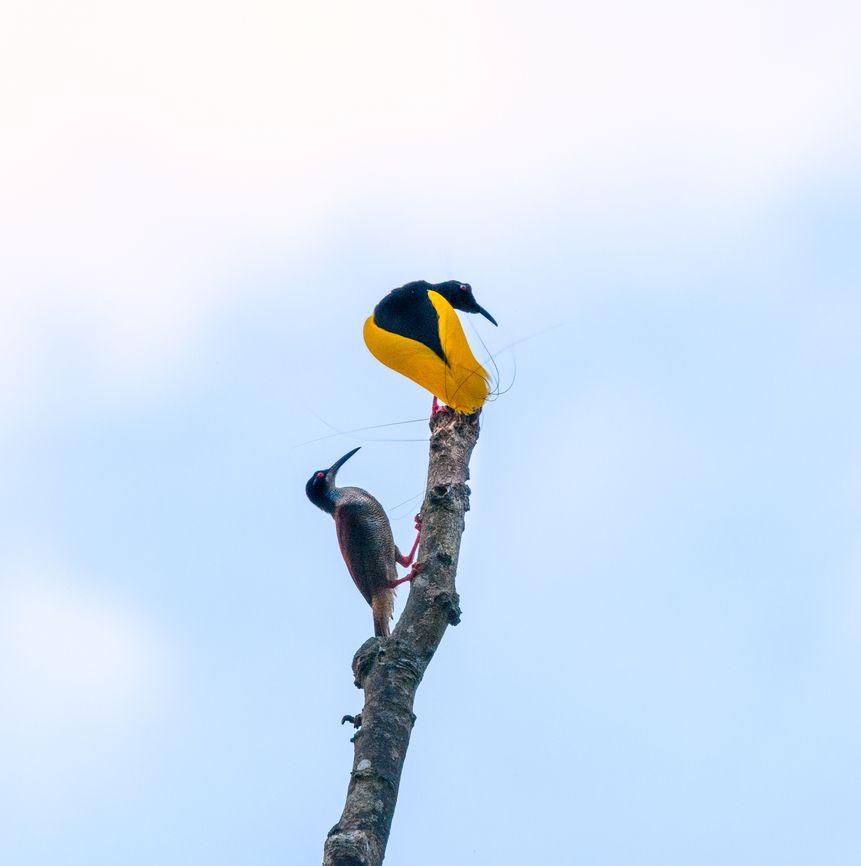 Twelve-wired bird-of-paradise - display ritual, Nimbokrang,Papua Here&#039;s the 2nd bird-of-paradise encountered during our Papua trip.<br />
<br />
The beautiful male of the Twelve-wired Bird-of-Paradise displays (and regularly practices) on his steady bare tree in anticipation of a female that may appear. The ritual is hardly a complicated dance, instead a matter of projecting his butt towards the female&#039;s face. The characteristic twelve wires surely play a role in the critical review by the female. A notable and easily overlooked feature of the male is the bright green inside of the mouth.<br />
<figure class="photo"><a href="https://www.jungledragon.com/image/155787/twelve-wired_bird-of-paradise_-_male_calling_nimbokrangpapua.html" title="Twelve-wired bird-of-paradise - male calling, Nimbokrang,Papua"><img src="https://s3.amazonaws.com/media.jungledragon.com/images/2/155787_thumb.jpg?AWSAccessKeyId=05GMT0V3GWVNE7GGM1R2&Expires=1759968010&Signature=pFOGogWB%2FXCKve%2FnTJTK7nNYzC8%3D" width="140" height="152" alt="Twelve-wired bird-of-paradise - male calling, Nimbokrang,Papua Here&#039;s the 2nd bird-of-paradise encountered during our Papua trip.<br />
<br />
The beautiful male of the Twelve-wired Bird-of-Paradise displays (and regularly practices) on his steady bare tree in anticipation of a female that may appear. The ritual is hardly a complicated dance, instead a matter of projecting his butt towards the female&#039;s face. The characteristic twelve wires surely play a role in the critical review by the female. A notable and easily overlooked feature of the male is the bright green inside of the mouth.<br />
https://www.jungledragon.com/image/155788/twelve-wired_bird-of-paradise_-_male_nimbokrangpapua.html<br />
https://www.jungledragon.com/image/155789/twelve-wired_bird-of-paradise_-_display_ritual_nimbokrangpapua.html<br />
https://www.jungledragon.com/image/155790/twelve-wired_bird-of-paradise_-_display_ritual_nimbokrangpapua.html<br />
https://www.youtube.com/watch?v=K7E-2bqwvPU Australia (continent),Birds-of-paradise,Geotagged,Indonesia,New Guinea,Nimbokrang,Papua,Papua 2023,Seleucidis melanoleucus,Spring,Twelve-wired bird-of-paradise,West Papua,Western New Guinea" /></a></figure><br />
<figure class="photo"><a href="https://www.jungledragon.com/image/155788/twelve-wired_bird-of-paradise_-_male_nimbokrangpapua.html" title="Twelve-wired bird-of-paradise - male, Nimbokrang,Papua"><img src="https://s3.amazonaws.com/media.jungledragon.com/images/2/155788_thumb.jpg?AWSAccessKeyId=05GMT0V3GWVNE7GGM1R2&Expires=1759968010&Signature=JuGW6WJO9oKH6KhIPtfE0kqX22M%3D" width="200" height="134" alt="Twelve-wired bird-of-paradise - male, Nimbokrang,Papua Here&#039;s the 2nd bird-of-paradise encountered during our Papua trip.<br />
<br />
The beautiful male of the Twelve-wired Bird-of-Paradise displays (and regularly practices) on his steady bare tree in anticipation of a female that may appear. The ritual is hardly a complicated dance, instead a matter of projecting his butt towards the female&#039;s face. The characteristic twelve wires surely play a role in the critical review by the female. A notable and easily overlooked feature of the male is the bright green inside of the mouth.<br />
https://www.jungledragon.com/image/155788/twelve-wired_bird-of-paradise_-_male_nimbokrangpapua.html<br />
https://www.jungledragon.com/image/155789/twelve-wired_bird-of-paradise_-_display_ritual_nimbokrangpapua.html<br />
https://www.jungledragon.com/image/155790/twelve-wired_bird-of-paradise_-_display_ritual_nimbokrangpapua.html<br />
https://www.youtube.com/watch?v=K7E-2bqwvPU Australia (continent),Birds-of-paradise,Geotagged,Indonesia,New Guinea,Nimbokrang,Papua,Papua 2023,Seleucidis melanoleucus,Spring,Twelve-wired bird-of-paradise,West Papua,Western New Guinea" /></a></figure><br />
<figure class="photo"><a href="https://www.jungledragon.com/image/155789/twelve-wired_bird-of-paradise_-_display_ritual_nimbokrangpapua.html" title="Twelve-wired bird-of-paradise - display ritual, Nimbokrang,Papua"><img src="https://s3.amazonaws.com/media.jungledragon.com/images/2/155789_thumb.jpg?AWSAccessKeyId=05GMT0V3GWVNE7GGM1R2&Expires=1759968010&Signature=kIzgYEskQktUHI77W6k98uEayYQ%3D" width="200" height="162" alt="Twelve-wired bird-of-paradise - display ritual, Nimbokrang,Papua Here&#039;s the 2nd bird-of-paradise encountered during our Papua trip.<br />
<br />
The beautiful male of the Twelve-wired Bird-of-Paradise displays (and regularly practices) on his steady bare tree in anticipation of a female that may appear. The ritual is hardly a complicated dance, instead a matter of projecting his butt towards the female&#039;s face. The characteristic twelve wires surely play a role in the critical review by the female. A notable and easily overlooked feature of the male is the bright green inside of the mouth.<br />
https://www.jungledragon.com/image/155787/twelve-wired_bird-of-paradise_-_male_calling_nimbokrangpapua.html<br />
https://www.jungledragon.com/image/155788/twelve-wired_bird-of-paradise_-_male_nimbokrangpapua.html<br />
https://www.jungledragon.com/image/155790/twelve-wired_bird-of-paradise_-_display_ritual_nimbokrangpapua.html<br />
https://www.youtube.com/watch?v=K7E-2bqwvPU Australia (continent),Birds-of-paradise,Geotagged,Indonesia,New Guinea,Nimbokrang,Papua,Papua 2023,Seleucidis melanoleucus,Spring,Twelve-wired bird-of-paradise,West Papua,Western New Guinea" /></a></figure><br />
<section class="video"><iframe width="448" height="282" src="https://www.youtube-nocookie.com/embed/K7E-2bqwvPU?hd=1&autoplay=0&rel=0" frameborder="0" allowfullscreen></iframe></section> Australia (continent),Birds-of-paradise,Geotagged,Indonesia,New Guinea,Nimbokrang,Papua,Papua 2023,Seleucidis melanoleucus,Spring,Twelve-wired bird-of-paradise,West Papua,Western New Guinea