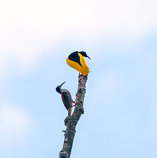 Twelve-wired bird-of-paradise - display ritual, Nimbokrang,Papua Here's the 2nd bird-of-paradise encountered during our Papua trip.

The beautiful male of the Twelve-wired Bird-of-Paradise displays (and regularly practices) on his steady bare tree in anticipation of a female that may appear. The ritual is hardly a complicated dance, instead a matter of projecting his butt towards the female's face. The characteristic twelve wires surely play a role in the critical review by the female. A notable and easily overlooked feature of the male is the bright green inside of the mouth.
https://www.jungledragon.com/image/155787/twelve-wired_bird-of-paradise_-_male_calling_nimbokrangpapua.html
https://www.jungledragon.com/image/155788/twelve-wired_bird-of-paradise_-_male_nimbokrangpapua.html
https://www.jungledragon.com/image/155789/twelve-wired_bird-of-paradise_-_display_ritual_nimbokrangpapua.html
https://www.youtube.com/watch?v=K7E-2bqwvPU Australia (continent),Birds-of-paradise,Geotagged,Indonesia,New Guinea,Nimbokrang,Papua,Papua 2023,Seleucidis melanoleucus,Spring,Twelve-wired bird-of-paradise,West Papua,Western New Guinea