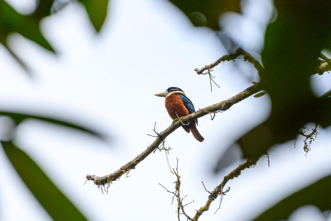 Rufous-bellied Kookaburra, Nimbokrang, Papua Video by Birding Indonesia some years earlier documenting the call:<br />
<section class="video"><iframe width="448" height="282" src="https://www.youtube-nocookie.com/embed/nmWvPr2xIEI?hd=1&autoplay=0&rel=0" frameborder="0" allowfullscreen></iframe></section> Australia (continent),Dacelo gaudichaud,Geotagged,Indonesia,New Guinea,Nimbokrang,Papua,Papua 2023,Rufous-bellied Kookaburra,Spring,West Papua,Western New Guinea