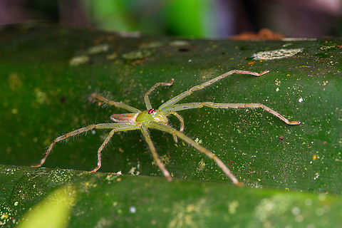 Clastes freycineti