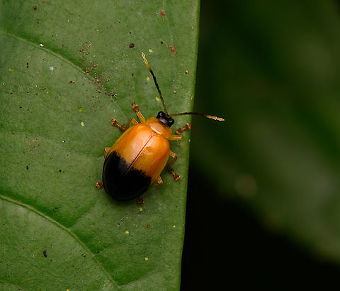 Leaf beetle, Nimbokrang, Papua Possibly Oides sp, see comment by Christine. Australia (continent),Geotagged,Indonesia,New Guinea,Nimbokrang,Papua,Papua 2023,Spring,West Papua,Western New Guinea